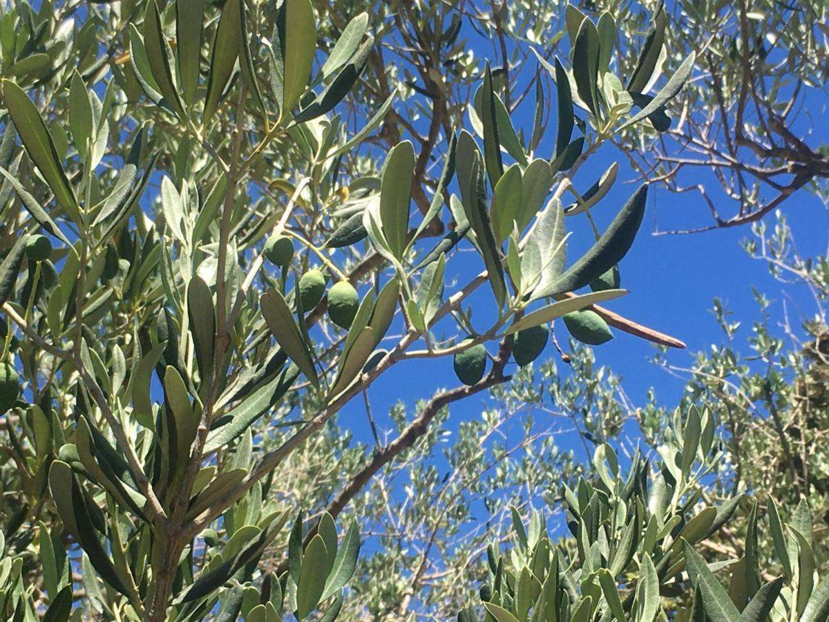 Vila Casula Mediterranea Mali Lošinj Exteriér fotografie